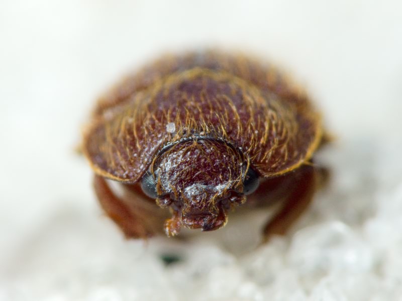 Pocadius ferrugineus (Fabricius, 1775)